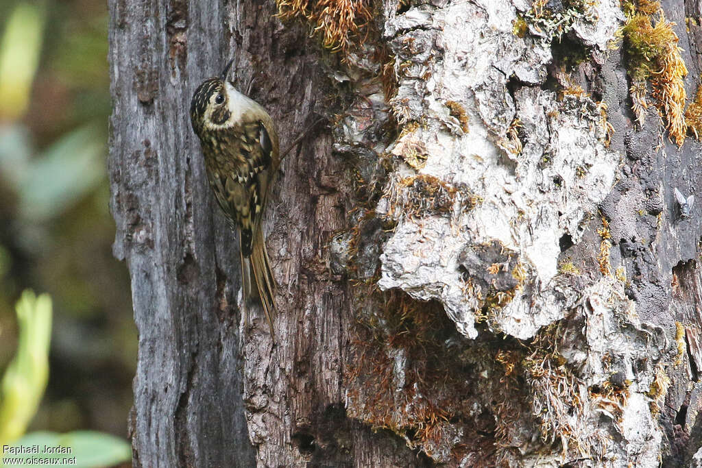 Grimpereau du Népaladulte, habitat, pigmentation