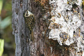 Rusty-flanked Treecreeper