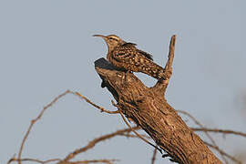 Indian Spotted Creeper