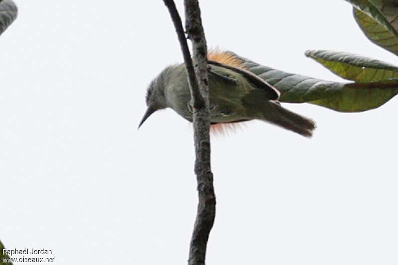 Chestnut-shouldered Antwrenadult