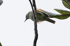 Chestnut-shouldered Antwren