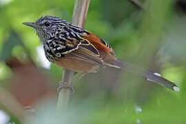 East Andean Antbird