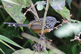 East Andean Antbird