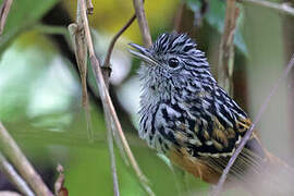 East Andean Antbird