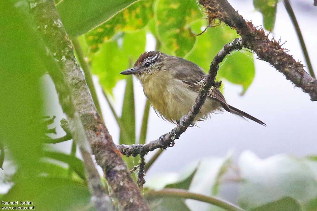 Grisin à poitrine jaune femelle adulte, identification