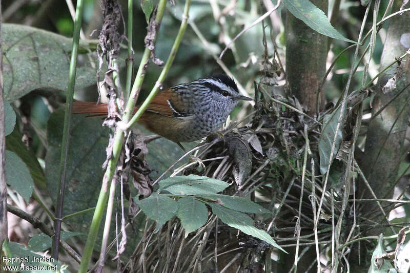 Rufous-tailed Antbird male adult, identification
