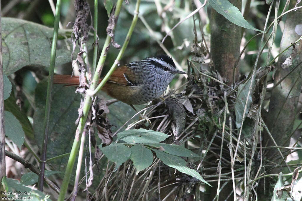 Grisin à queue rousse mâle adulte, identification