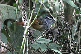 Rufous-tailed Antbird