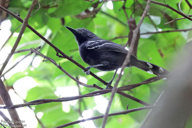 Rio Branco Antbird male adult