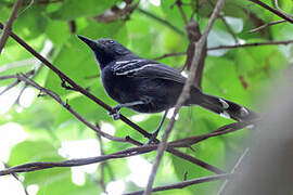 Rio Branco Antbird