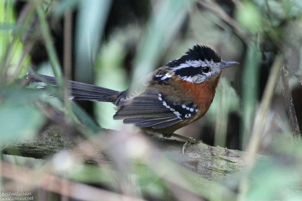 Bertoni's Antbird male adult, identification