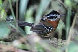 Bertoni's Antbird