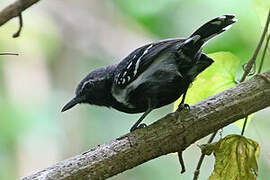 Southern White-fringed Antwren