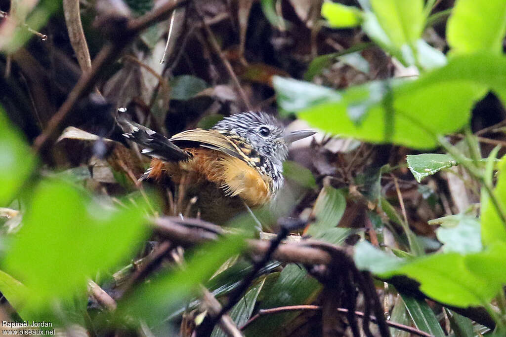 Streak-headed Antbird male adult, habitat, camouflage