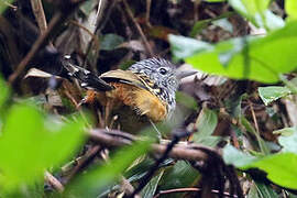 Streak-headed Antbird