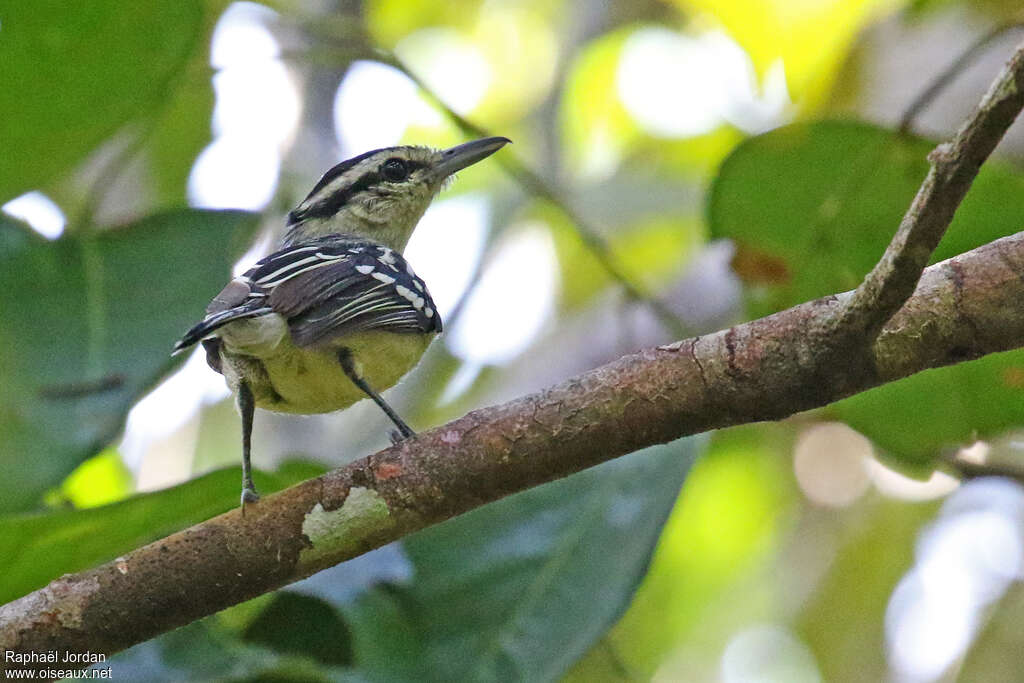 Ancient Antwren male adult, identification