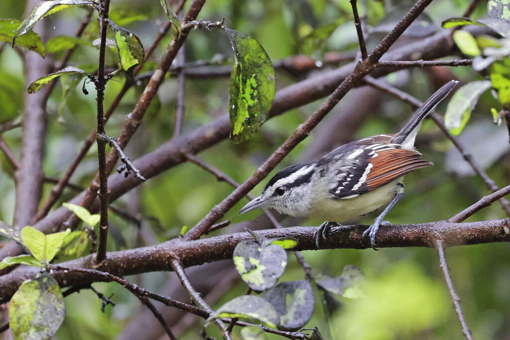 Rusty-winged Antwren male adult