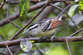 Rusty-winged Antwren