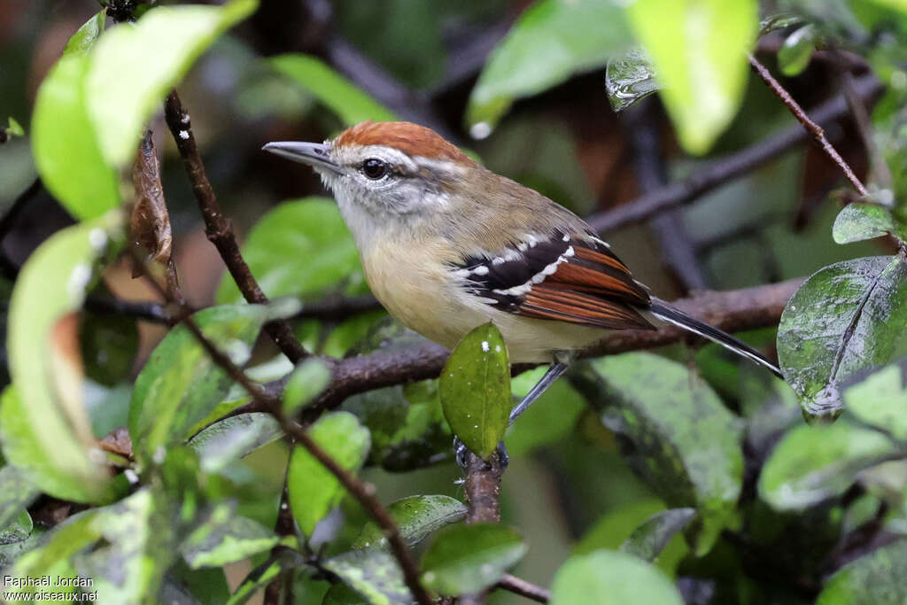 Rusty-winged Antwren female adult