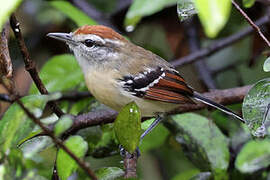 Rusty-winged Antwren