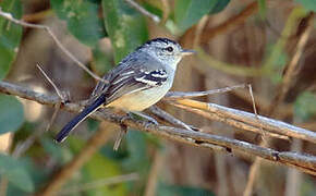 Caatinga Antwren