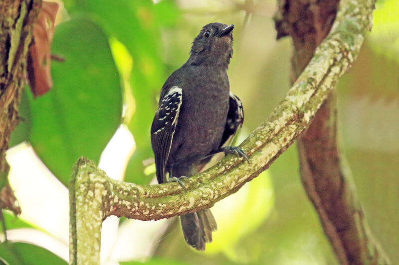 Willis's Antbird male adult