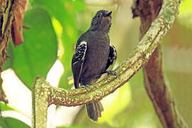 Willis's Antbird