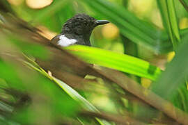 Willis's Antbird