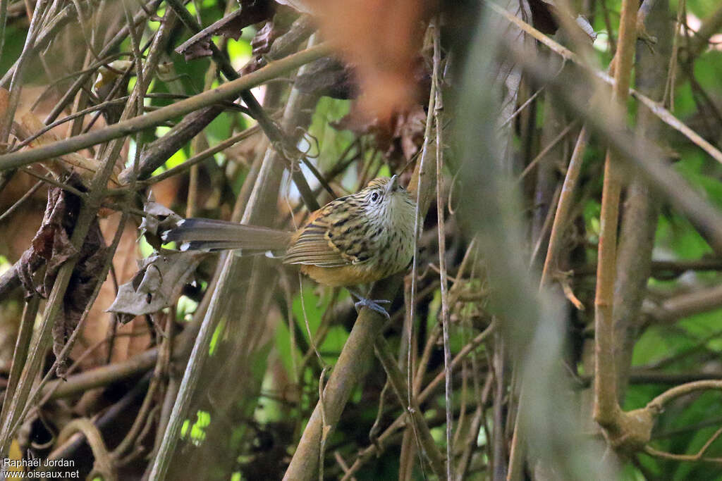 Santa Marta Antbird female adult, identification