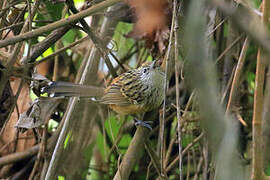 Santa Marta Antbird