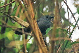 Rio de Janeiro Antbird