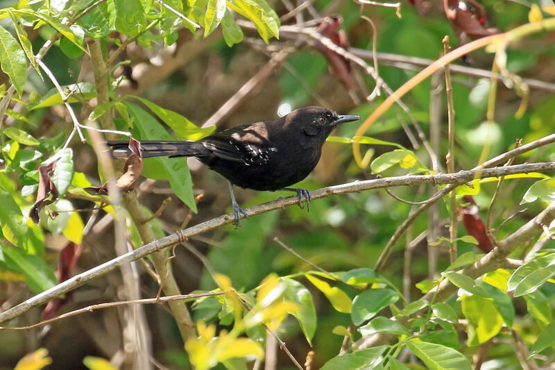 Mato Grosso Antbird male adult