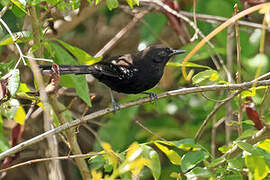 Mato Grosso Antbird