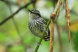 Scaled Antbird