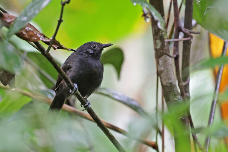 Black Antbird male adult