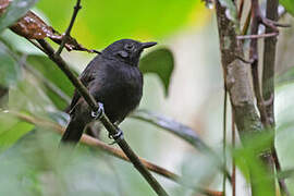 Black Antbird