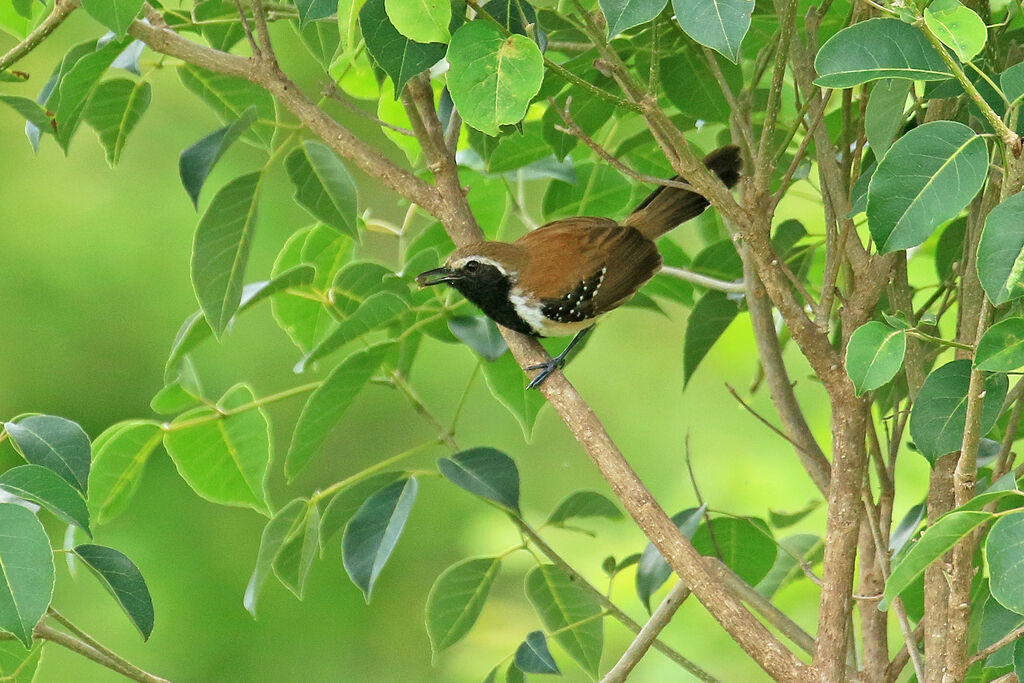 Rusty-backed Antwren male adult