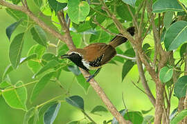 Rusty-backed Antwren