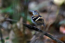 Banded Antbird