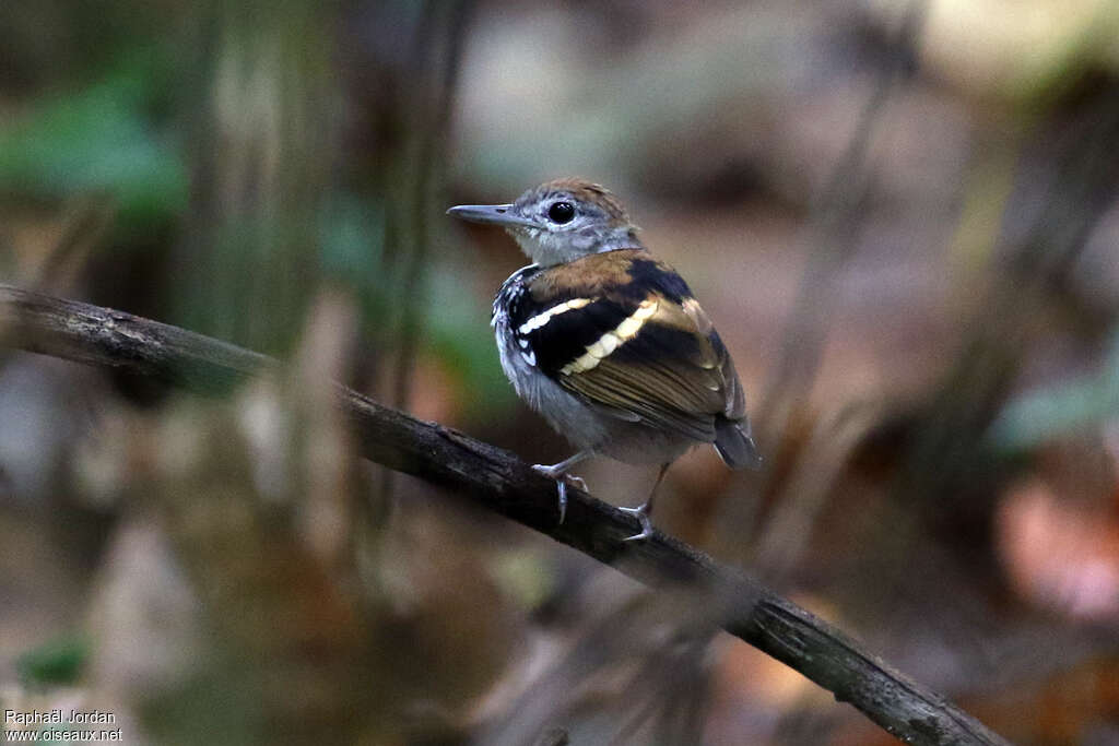 Banded Antbird male adult, identification