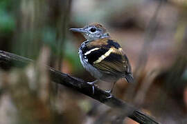 Banded Antbird