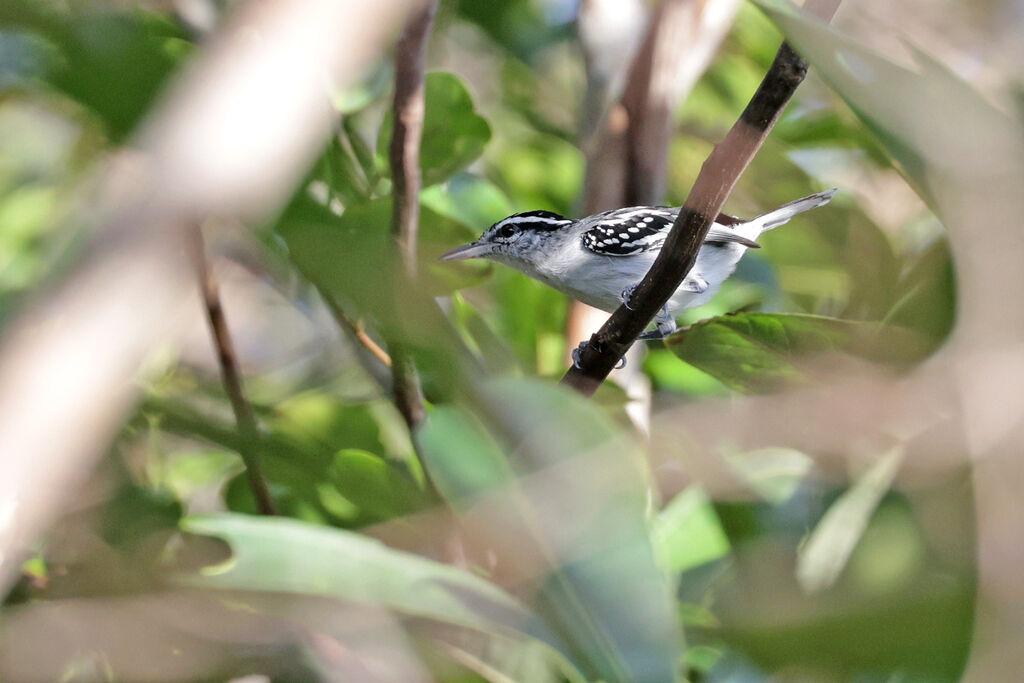 Spot-backed Antwren male adult