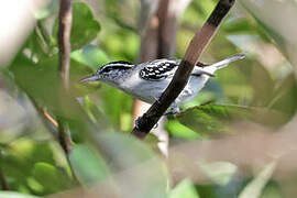 Spot-backed Antwren