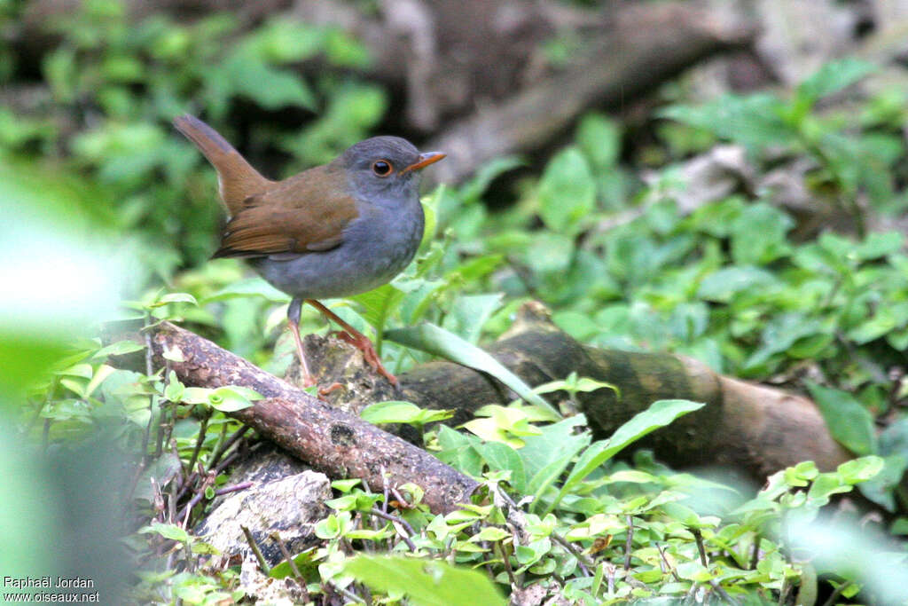 Orange-billed Nightingale-Thrushadult, habitat, pigmentation