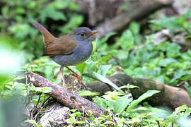 Orange-billed Nightingale-Thrush