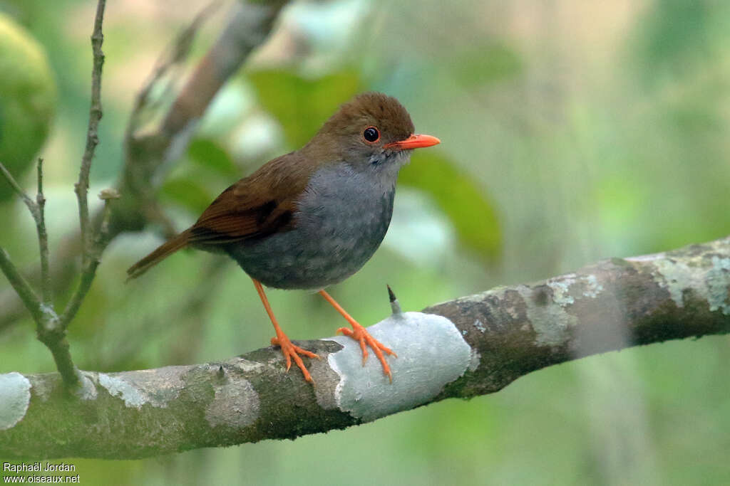 Orange-billed Nightingale-Thrushadult breeding, identification