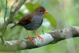 Orange-billed Nightingale-Thrush