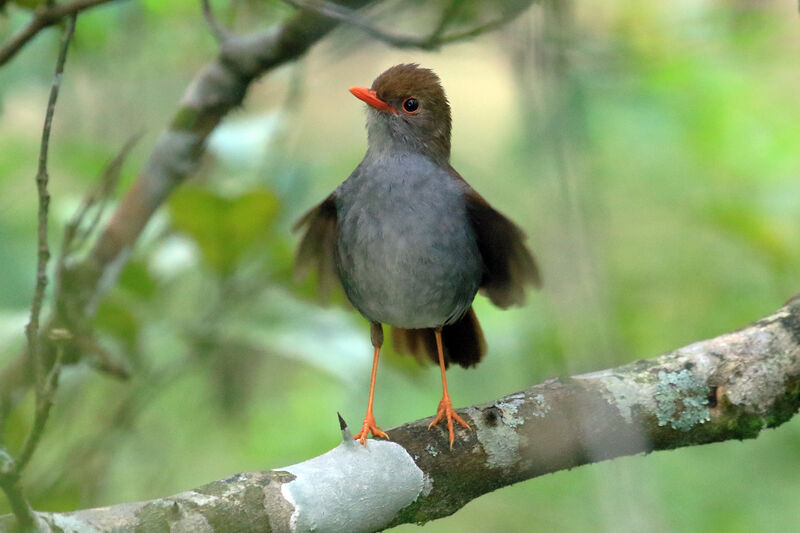 Orange-billed Nightingale-Thrushadult