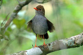 Orange-billed Nightingale-Thrush