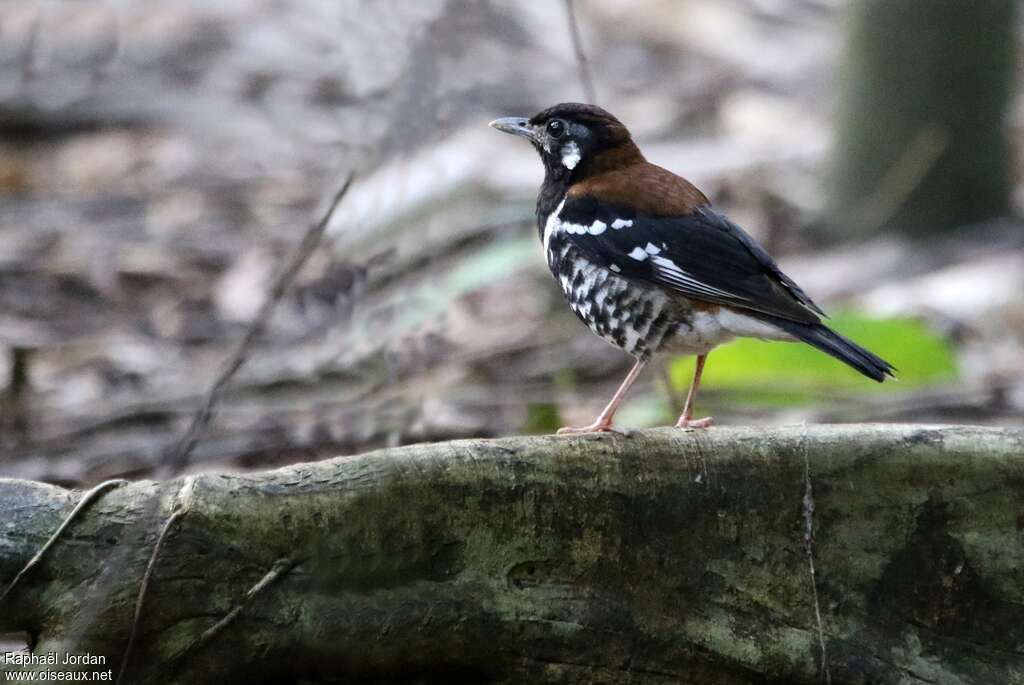 Grive à dos rouxadulte, identification